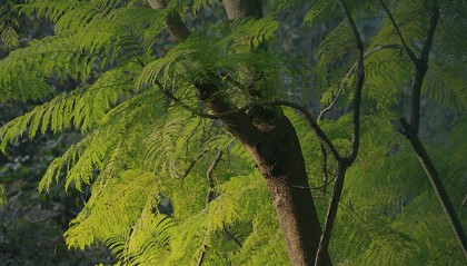 神農(nóng)山有驚喜！
