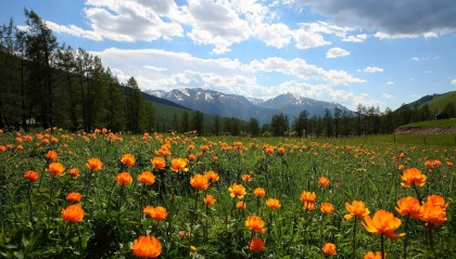 價值18萬元！兩人為食用，在新疆阿勒泰垂釣上百尾北極茴魚 法院判了