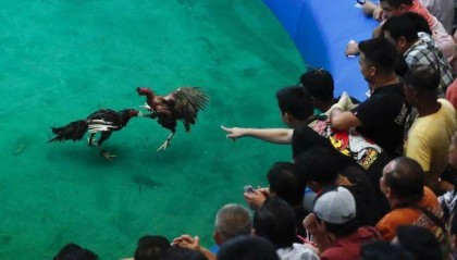 菲律賓15名警察涉嫌殺害超34名斗雞作弊者