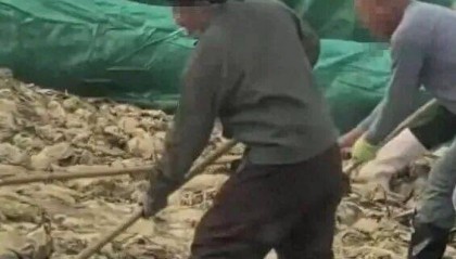 男子在酸菜池內(nèi)抽煙吐痰，官方通報！