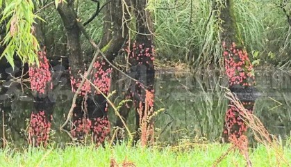 頭皮發(fā)麻！貴陽十里河灘的樹干被“染”成粉色