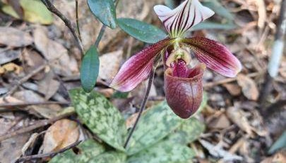 廣東東莞銀瓶山首次發(fā)現(xiàn)紫紋兜蘭野生群落