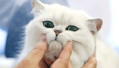 錄不錄取“虐貓”考生，都應(yīng)給出令人信服的理由