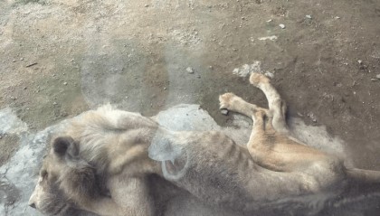 福州一野生動物世界有獅子骨瘦如柴？園方：它已有13歲“高齡”，生活作息進食均正常