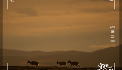 守護(hù)可可西里丨藏羚羊產(chǎn)仔，原來(lái)還有這么多秘密！
