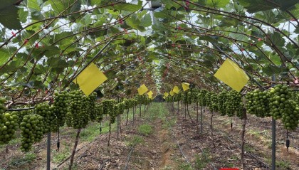 從300元一斤到9.9元“嫌貴” 大涼山“陽(yáng)光玫瑰”為何身價(jià)暴跌？