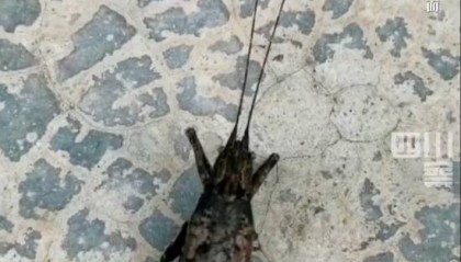 有人家中出現(xiàn)“巨型蟑螂”？網(wǎng)友：房子給它了