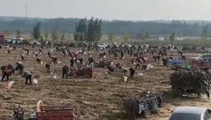 數(shù)百人沖進(jìn)地里撿紅薯，田主稱是秋收剩下的，網(wǎng)友：免費(fèi)翻地，利人利己