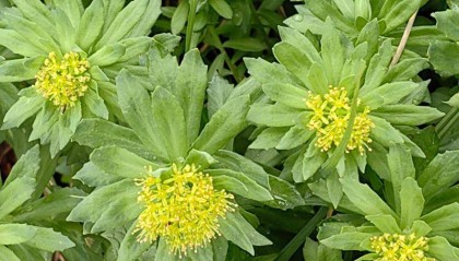 時(shí)隔30余年 黑龍江再發(fā)現(xiàn)國家二級(jí)保護(hù)野生植物莼菜