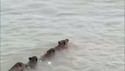 南京六頭野豬組隊(duì)渡長(zhǎng)江，網(wǎng)友：天蓬元帥天上管水軍的