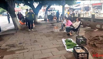 “天價”雞樅調(diào)查：最貴賣到1800元/公斤！雨水少致產(chǎn)量低，多地價高客少