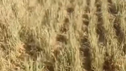 山西一地村民稱村里澆地180元每小時，多方回應(yīng)