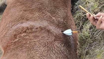 紫牛頭條｜多地發(fā)生動(dòng)物遭熱成像無人機(jī)投箭射殺事件，記者調(diào)查：已有地區(qū)將該設(shè)備列為禁獵工具