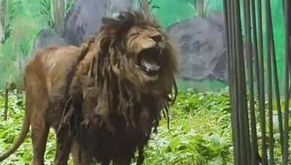 貴陽一動物園獅子不愛洗澡，酷似“乞丐”，園方：身體狀況良好，后續(xù)會想辦法解決