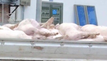 廣東一肉聯(lián)公司門口堆滿死豬,官方:7人被控制