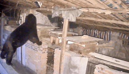 熟練得讓人驚訝！四川一黑熊連續(xù)3年進(jìn)村偷蜂蜜，藏哪都找得到