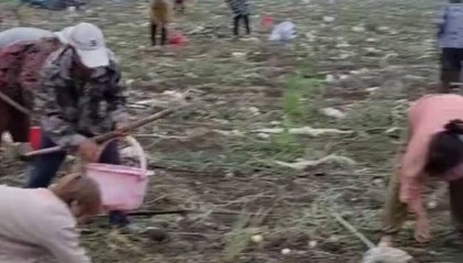 安徽一農(nóng)場(chǎng)老板稱(chēng)自己種的土豆被哄搶?zhuān)?dāng)?shù)兀汉芏嗳藖?lái)自其他鄉(xiāng)鎮(zhèn)甚至隔壁縣，警方已立案