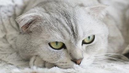 深港跨境數(shù)據(jù)驗證平臺上線試運行 微眾銀行提供區(qū)塊鏈技術(shù)支持