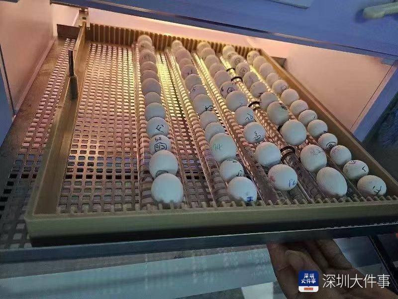 超千枚蛋、案值達(dá)700萬！深圳破獲一起走私瀕危鸚鵡蛋大案