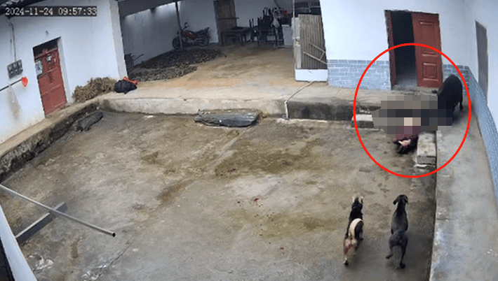 陜西嵐皋野豬沖進(jìn)家中咬死老人？當(dāng)?shù)兀阂殉闪⒐ぷ鲗０?，正在調(diào)查