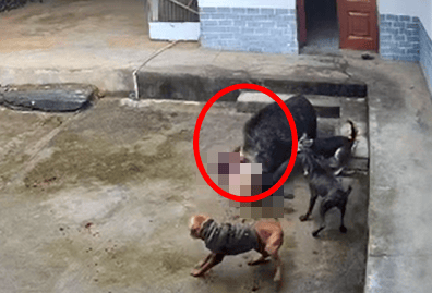 陜西嵐皋野豬沖進(jìn)家中咬死老人？當(dāng)?shù)兀阂殉闪⒐ぷ鲗０?，正在調(diào)查