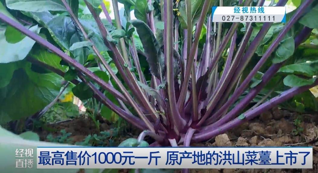 武漢人愛吃！最高1000元一斤，供不應(yīng)求