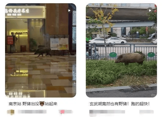 虎、熊、野豬……2024年末為何如此多猛獸下山？