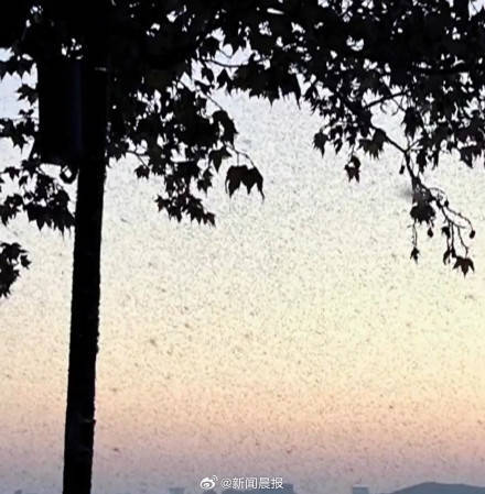 密密麻麻！多得像“馬賽克" 武漢一湖邊漫天飛蟲