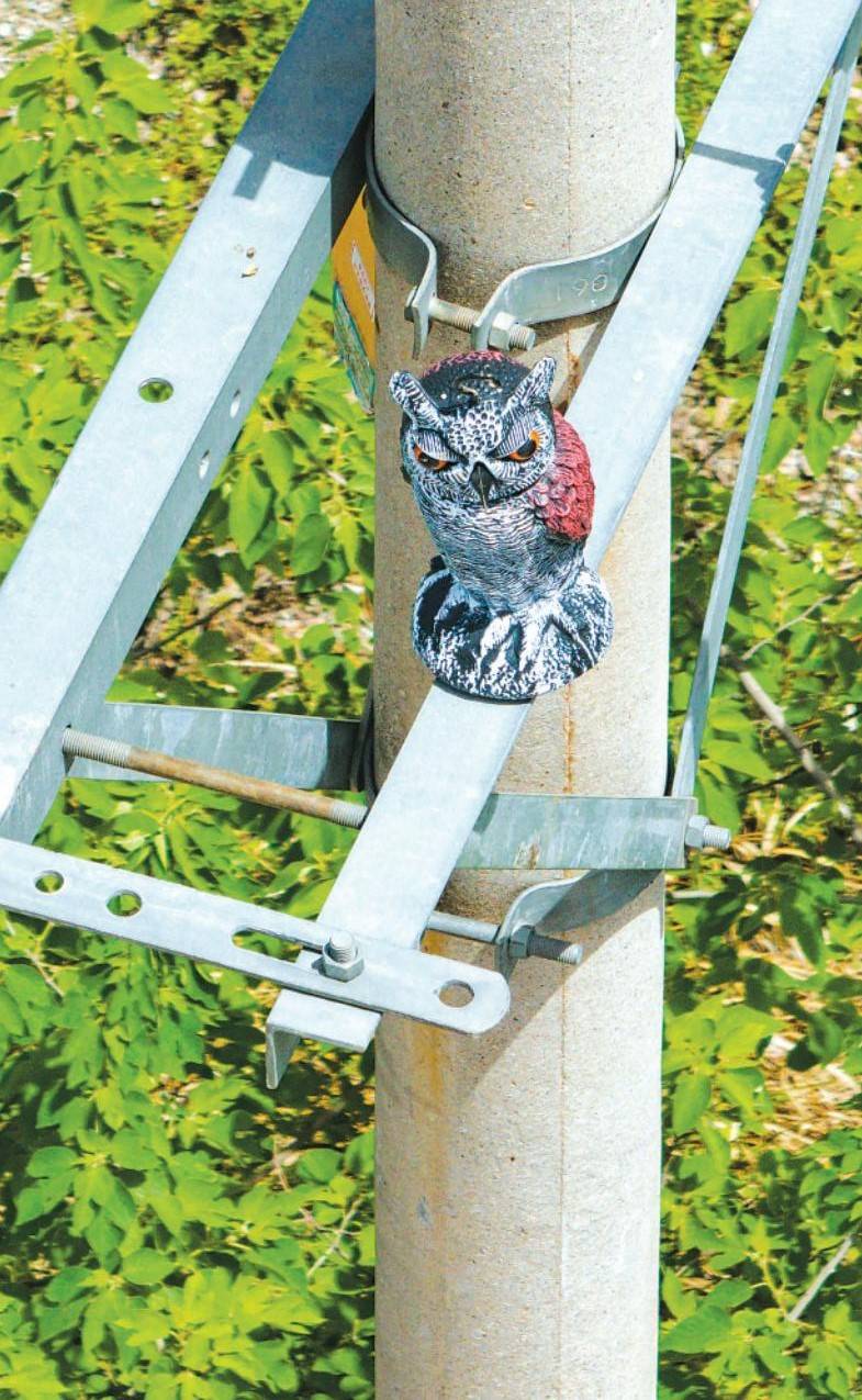 武漢：50多只“貓頭鷹”在電塔上“站崗” 提醒鳥兒別靠近