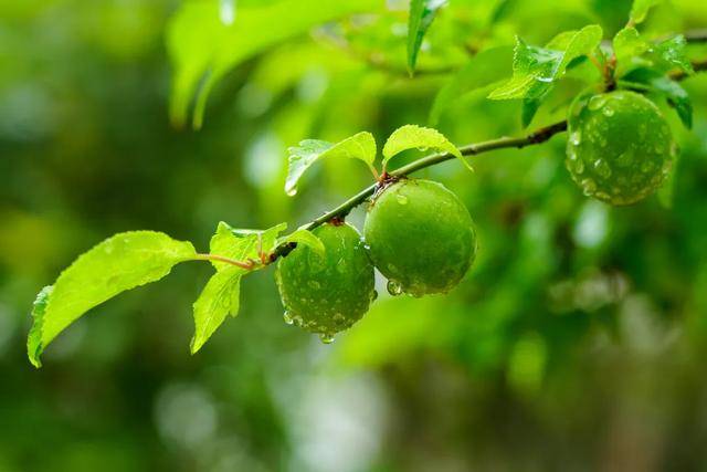 今日立夏：春意藏，夏初長，風(fēng)暖人間草木香