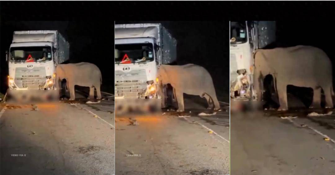 5歲小象凌晨被撞身亡，母象悲憤交加頭抵卡車7小時守到天亮！