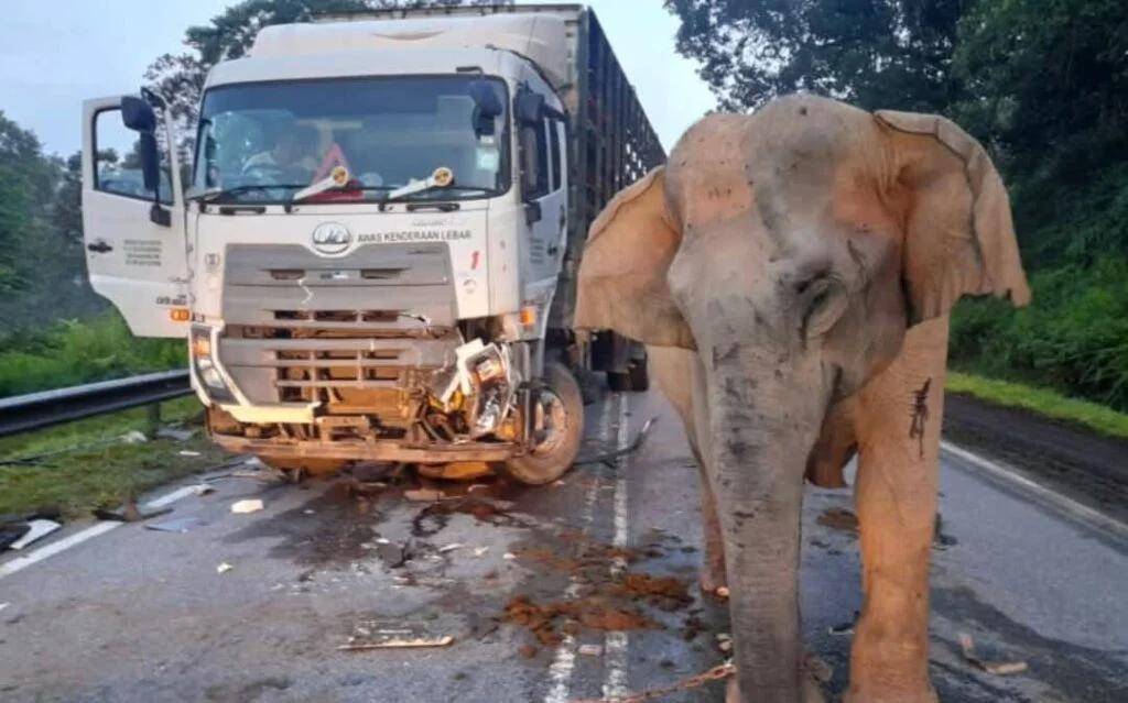 5歲小象凌晨被撞身亡，母象悲憤交加頭抵卡車7小時守到天亮！