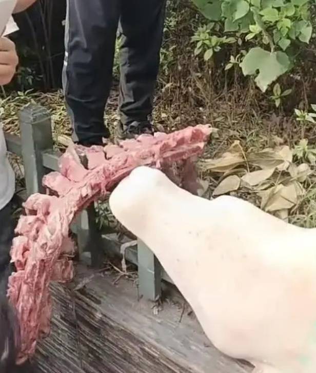 四川自貢一小學(xué)被曝使用發(fā)臭豬肉，官方通報：已封存，正在檢測