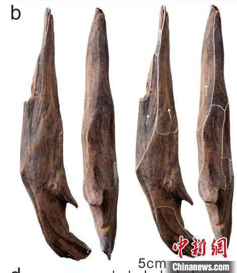 世界級(jí)重大考古成果！中國(guó)發(fā)現(xiàn)30萬年前東亞最早木器