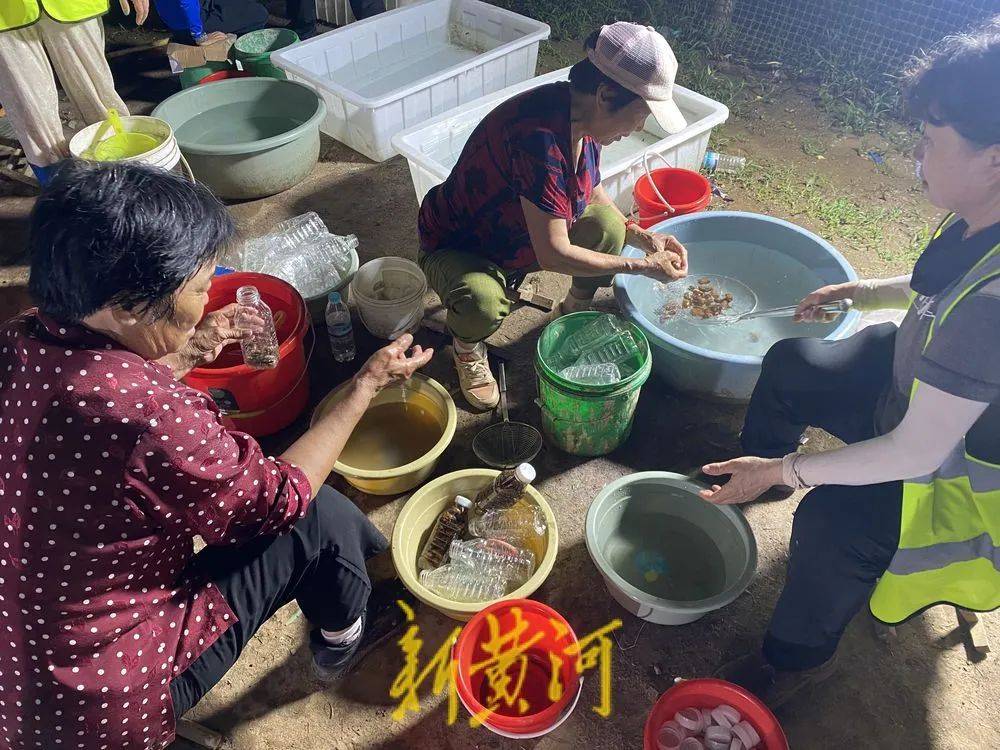 濟(jì)南這片樹(shù)林，一晚捉了20000只金蟬