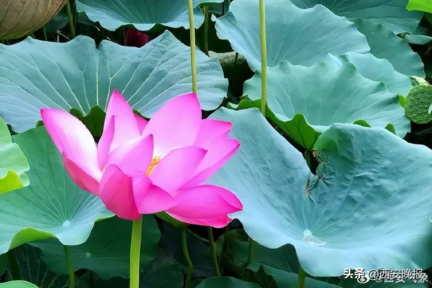 極端性強(qiáng)！陜西暴雨、雷暴大風(fēng)、冰雹要來！西安降雨降溫時(shí)間確定！