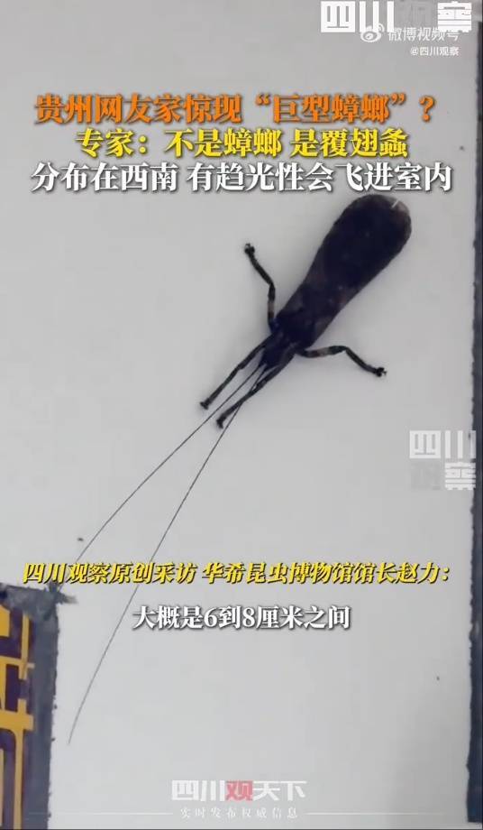 有人家中出現(xiàn)“巨型蟑螂”？網(wǎng)友：房子給它了