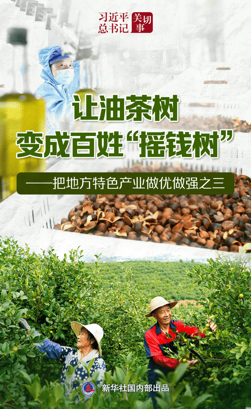 習近平總書記關切事｜讓油茶樹變成百姓“搖錢樹”——把地方特色產(chǎn)業(yè)做優(yōu)做強之三