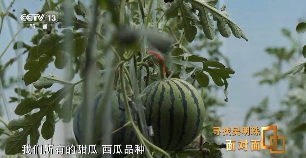 面對(duì)面丨中國人的吃瓜自由要感謝她！吳明珠說她的一生就是結(jié)幾個(gè)好瓜獻(xiàn)給人民