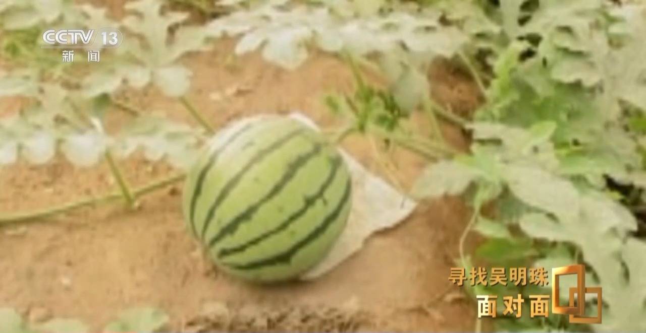 面對(duì)面丨中國人的吃瓜自由要感謝她！吳明珠說她的一生就是結(jié)幾個(gè)好瓜獻(xiàn)給人民
