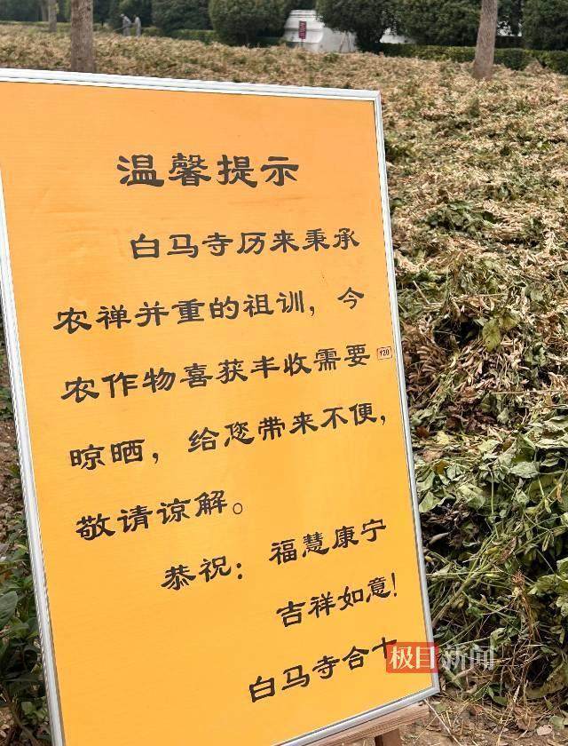 印樂方丈管理下的白馬寺：僧人頂著高溫種地，義工稱寺里秉承農(nóng)禪并重