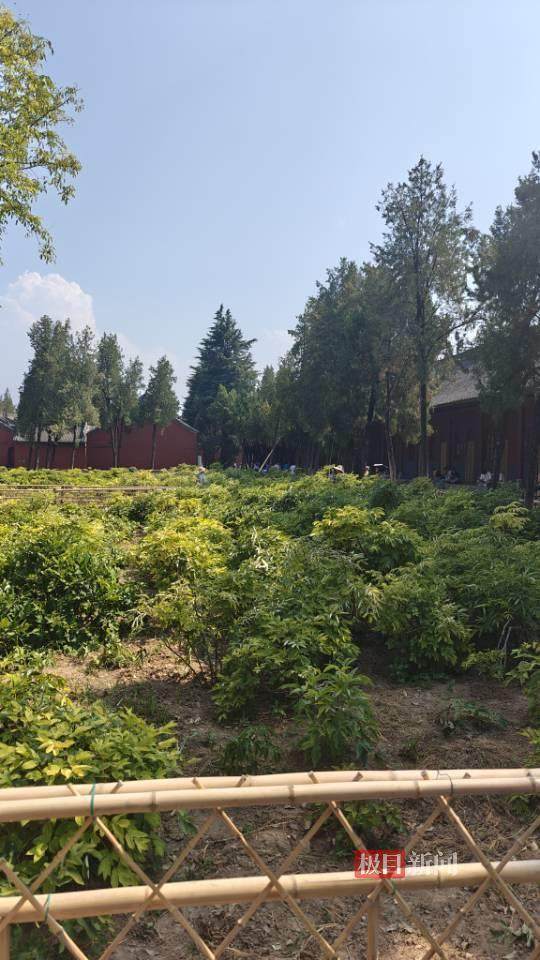 印樂方丈管理下的白馬寺：僧人頂著高溫種地，義工稱寺里秉承農(nóng)禪并重