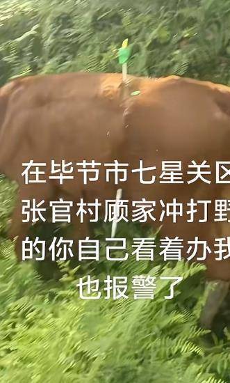 貴州畢節(jié)一黃牛被鐵扦射穿身體，主人報警：懷疑有人用無人機(jī)狩獵