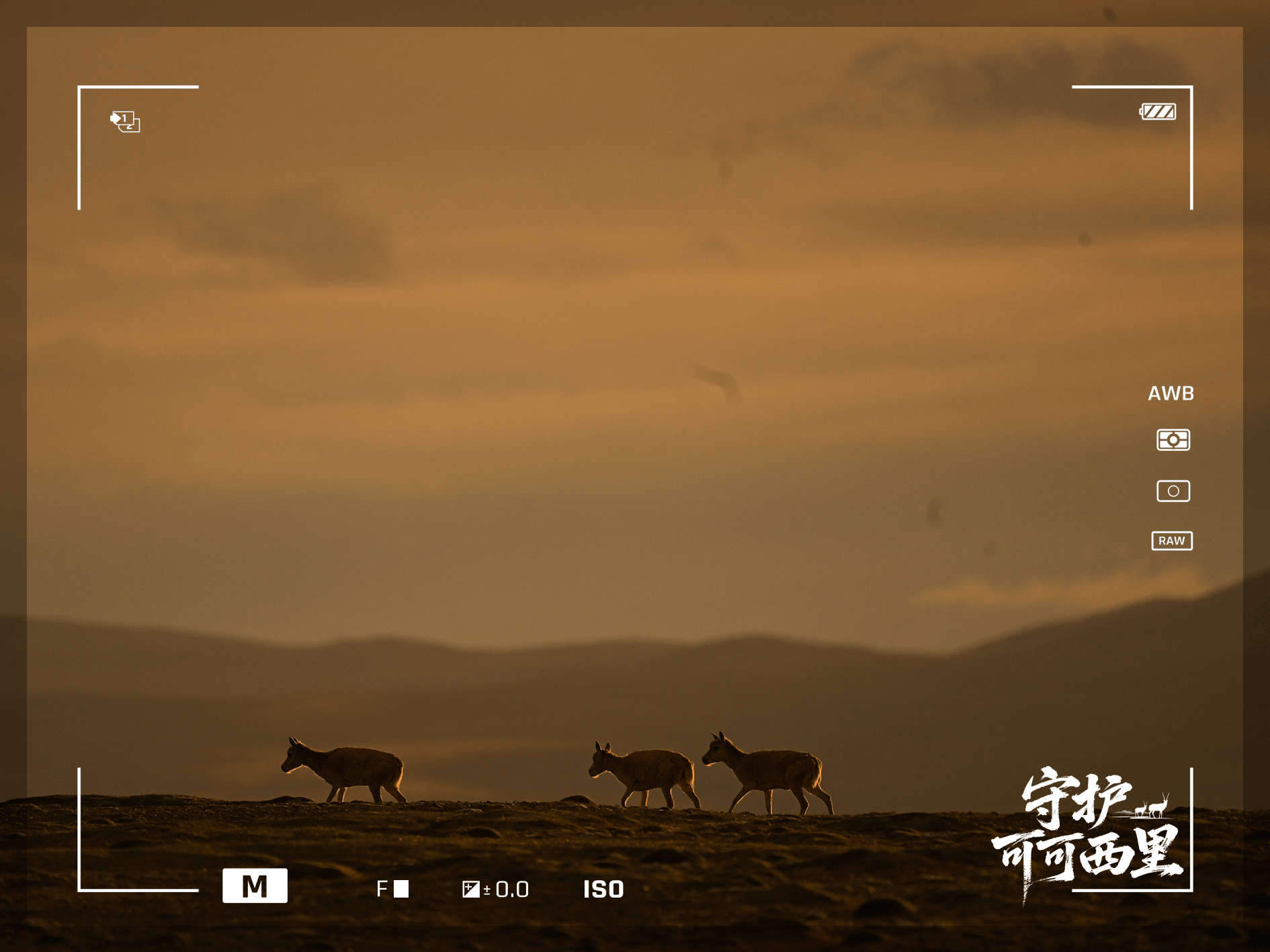 守護可可西里丨藏羚羊產(chǎn)仔，原來還有這么多秘密！