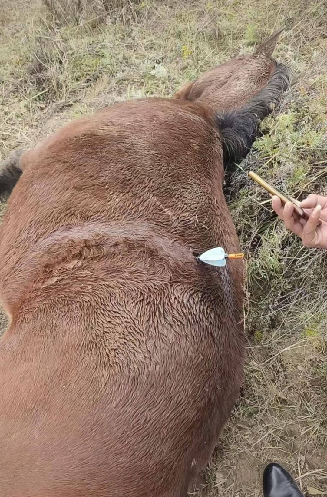 紫牛頭條｜多地發(fā)生動(dòng)物遭熱成像無人機(jī)投箭射殺事件，記者調(diào)查：已有地區(qū)將該設(shè)備列為禁獵工具