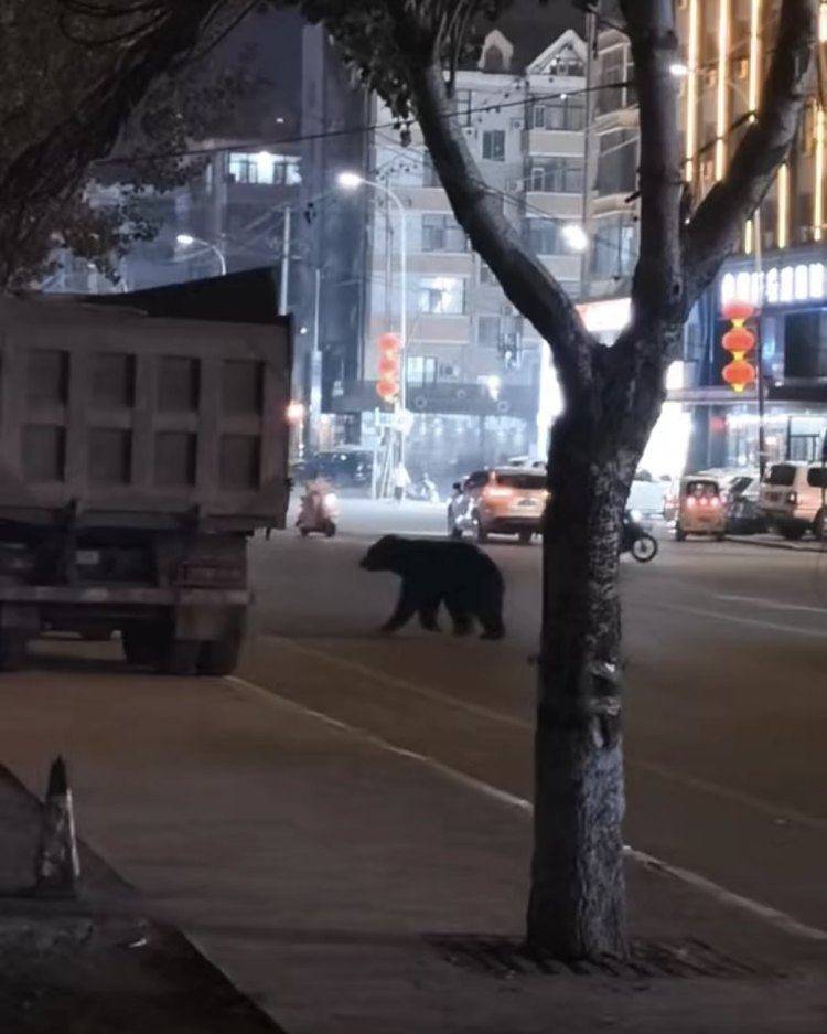 黑熊闖鬧市被擊斃，為何不用麻醉槍？專家回應