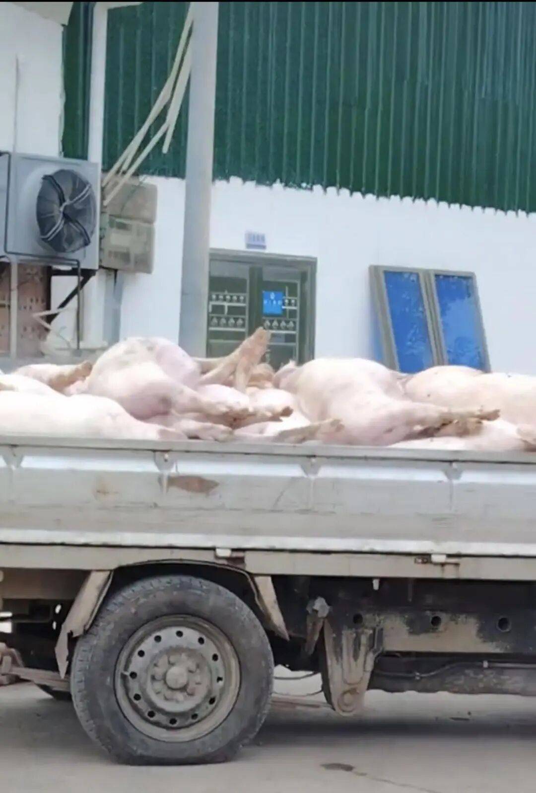 廣東一肉聯(lián)公司門(mén)口堆滿(mǎn)死豬，官方：7人被控制