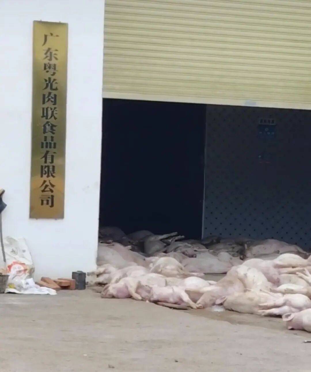 廣東一肉聯(lián)公司門(mén)口堆滿(mǎn)死豬，官方：7人被控制