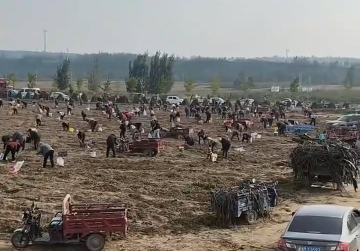 數(shù)百人沖進(jìn)地里撿紅薯，田主稱是秋收剩下的，網(wǎng)友：免費(fèi)翻地，利人利己