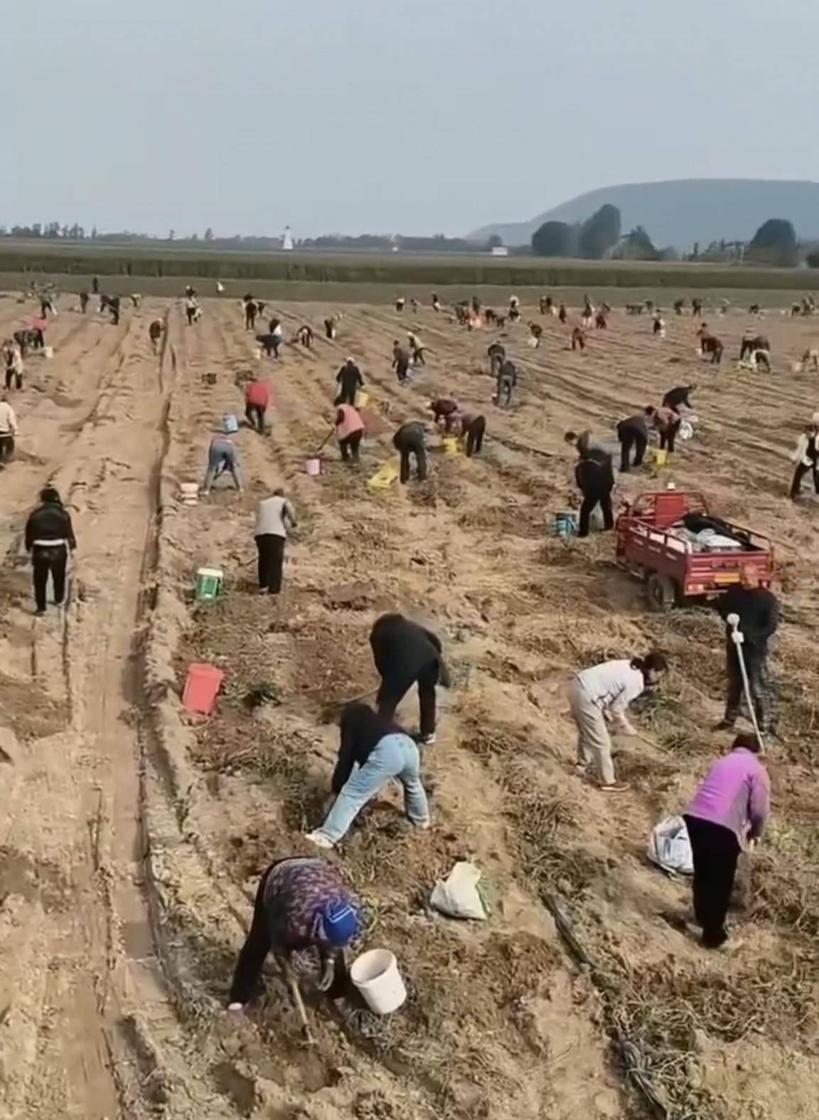 數(shù)百人沖進(jìn)地里撿紅薯，田主稱是秋收剩下的，網(wǎng)友：免費(fèi)翻地，利人利己